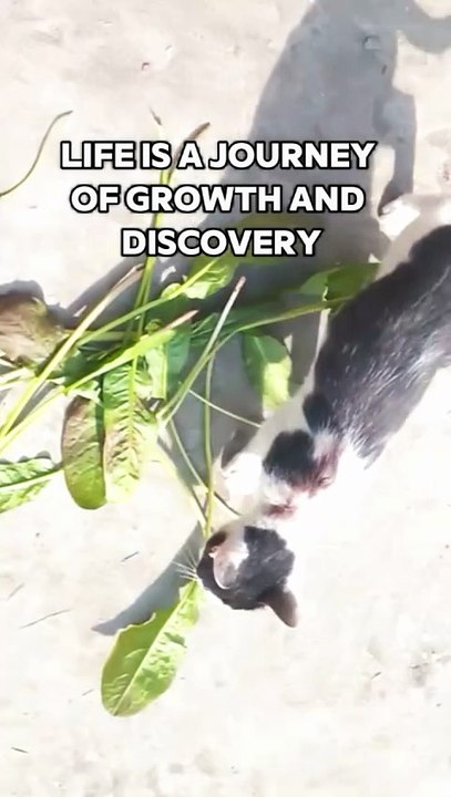 This video is for everyone whHard times don’t last, strong people do. Keep going. Your success is closer than you think.