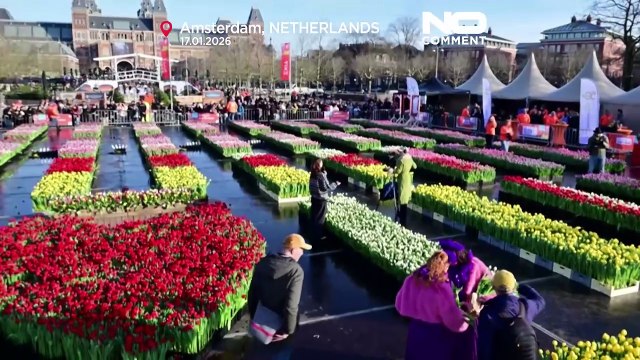 Países Baixos: 200 mil tulipas distribuídas em Amesterdão no Dia Nacional da Tulipa