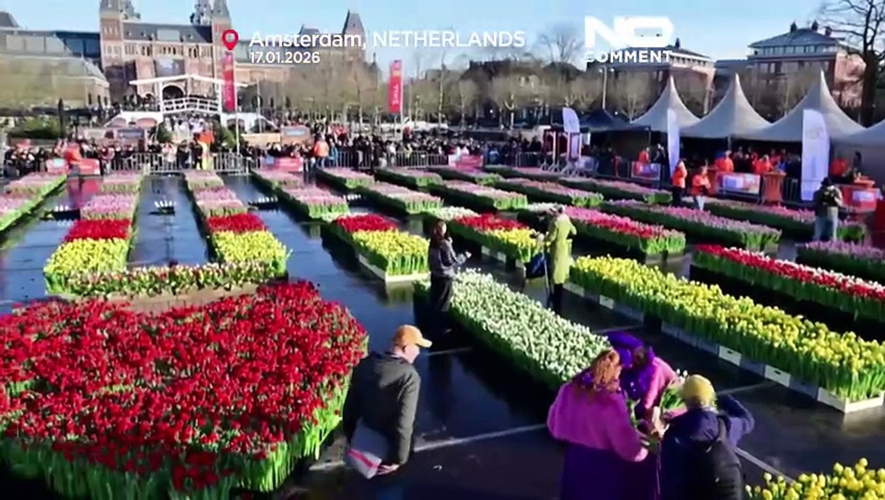 Niederlande feiern nationalen Tulpentag: Amsterdam verteilt 200.000 Tulpen