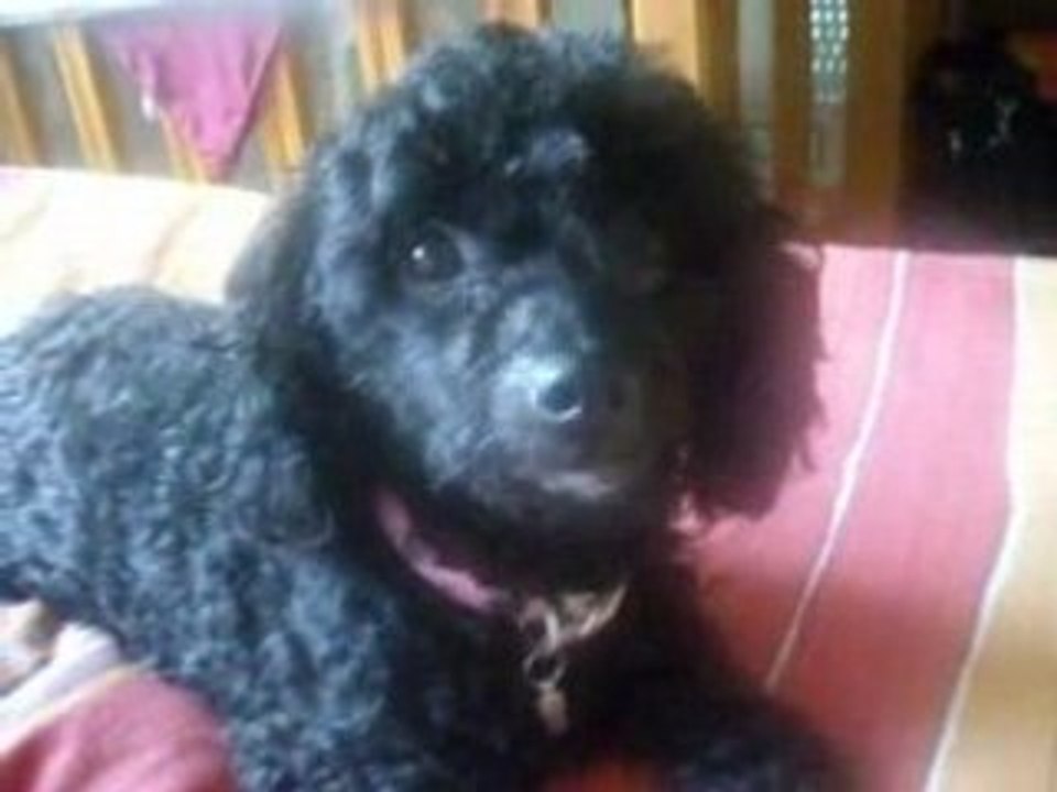 Les aventures de Yella le petit chien