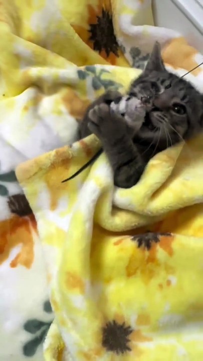 Patsy is staying in bed all day! So cozy.😊