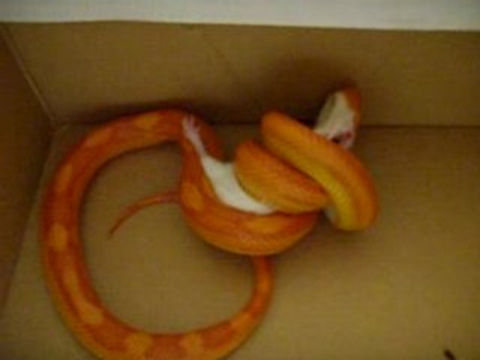 mon elaphe candy cane