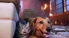 "🔥 January 18, 2026: Fire Service Risks Lives to Save a Dog & Cat — Emotional Rescue!" #animalsoftiktok #animals #lifeisbutadream