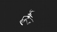 Wile_run_long