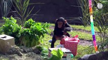 La chimpancé Cala cumple dos años en el Bioparc Valencia