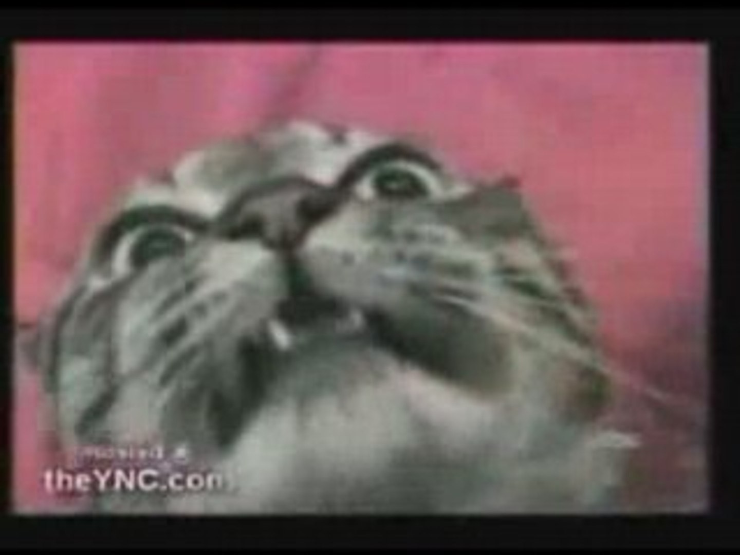 Talking Cat Un Chat Qui Parle Video Dailymotion