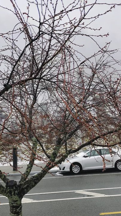 The cherry blossoms on Roosevelt Island began to bloom today. This video was shot on January 18, 2026, at 1 E. Loop Rd., New York, NY 10044.