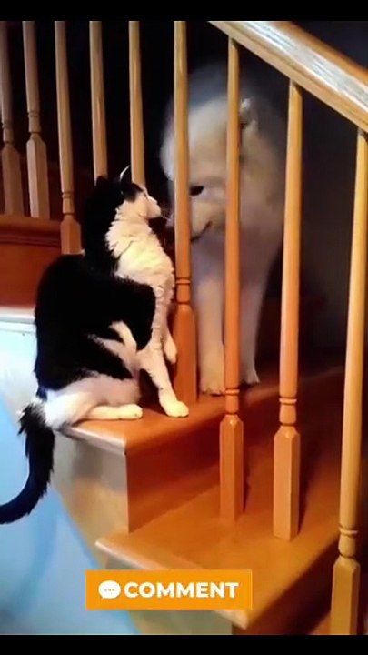 cute animal compilation.
