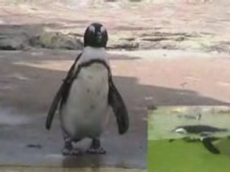 pinguin