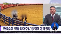 [돌직구 강력반]“약물 주입 후 출전”…청도 소싸움 ‘동물 학대’ 논란