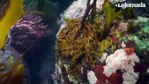 Los bosques de kelp en Baja California están desapareciendo.