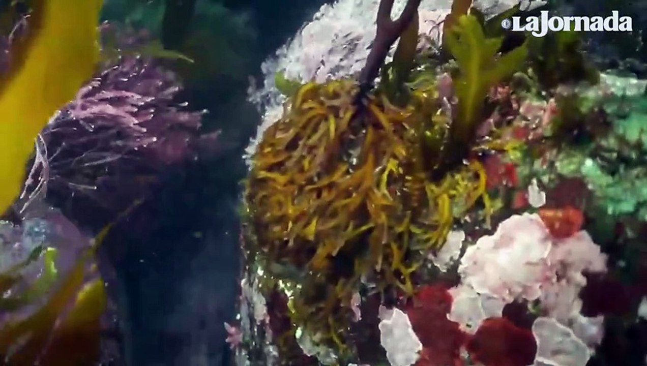 Los bosques de kelp en Baja California están desapareciendo.