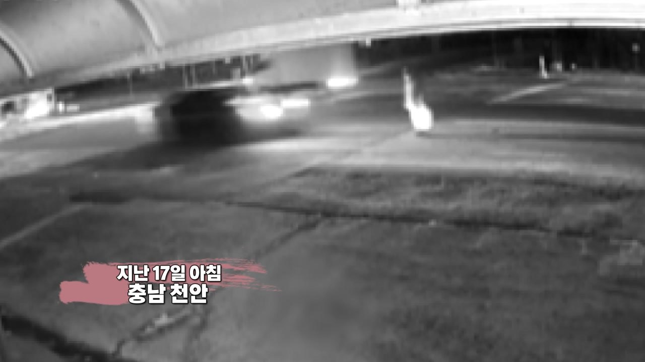 음주 뺑소니 후 "개를 친 것 같다"...결국 구속 [앵커리포트] / YTN