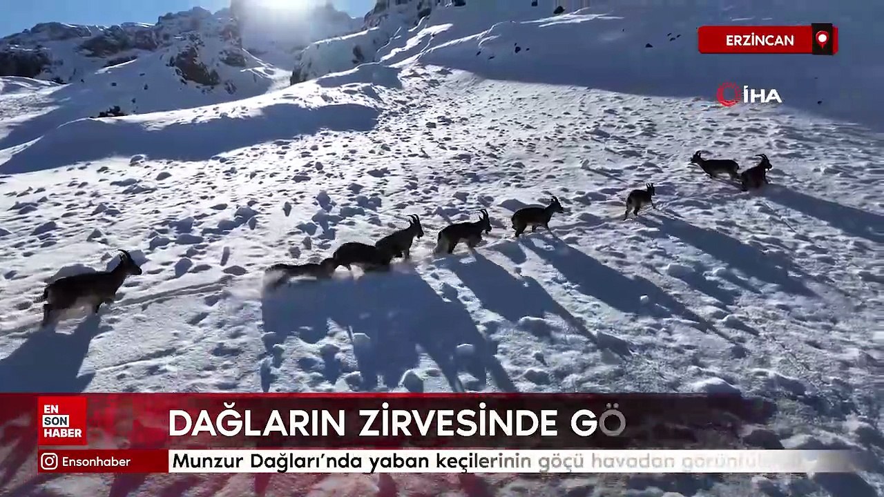Munzur Dağları’nda yaban keçilerinin göçü havadan görüntülendi