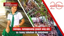 Dalaga, natagpuang pugot ang ulo sa isang tubuhan sa Bukidnon! | Kapuso Mo, Jessica Soho