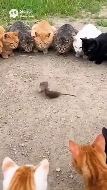 Funny video