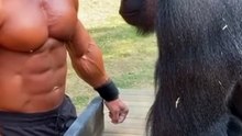 Realistic Slap Challenge Bodybuilder vs Gorilla