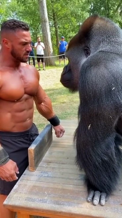 Realistic Slap Challenge Bodybuilder vs Gorilla