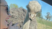 Safari gets wild when ostrich pecks glass and offers spit cleaning service
