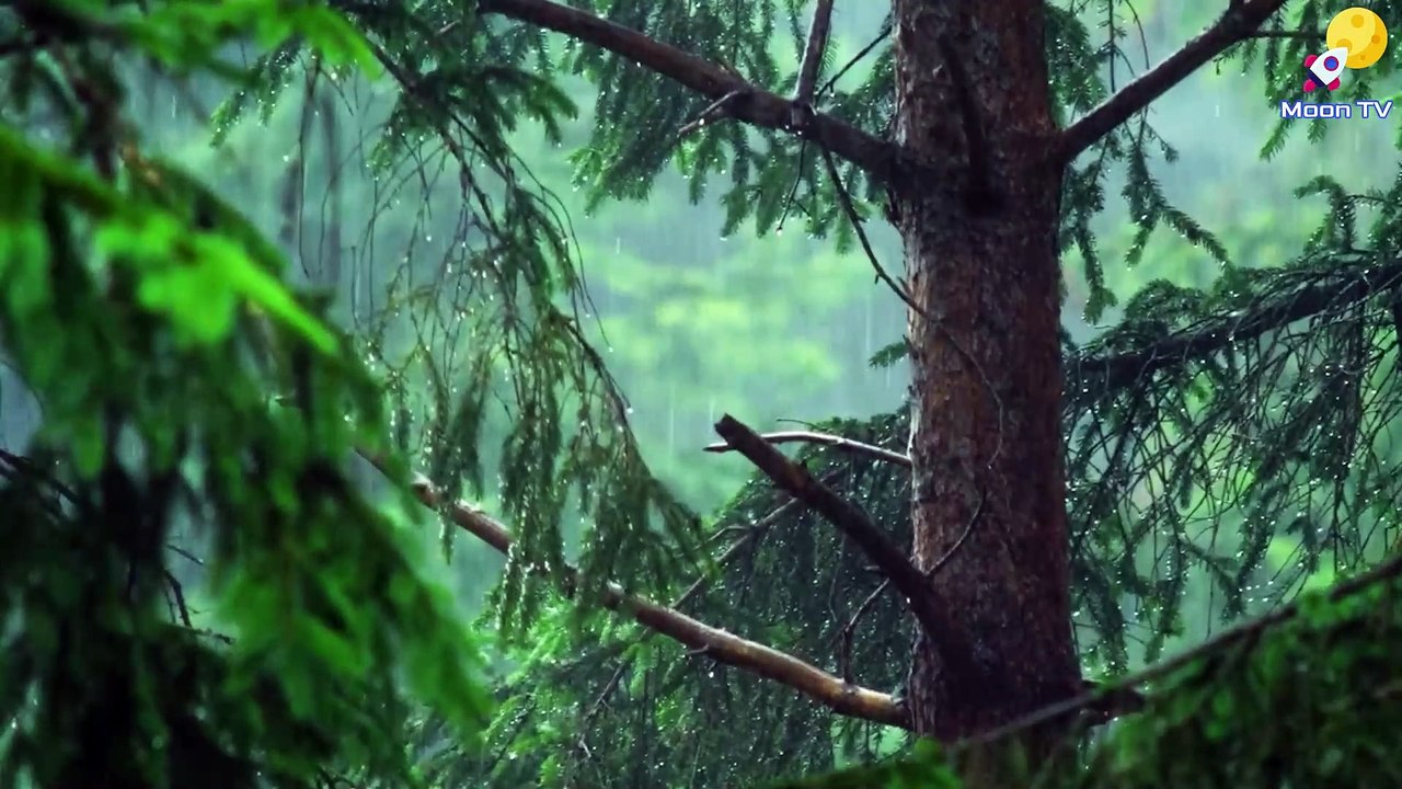 Relaxing Music, Meditation Music, Sleep Music, Calming Music, Healing Music, Zen Meditation, Mindfulness Meditation, Yoga Meditation, Stress Relief Music, Mindfulness Music, Instrumental