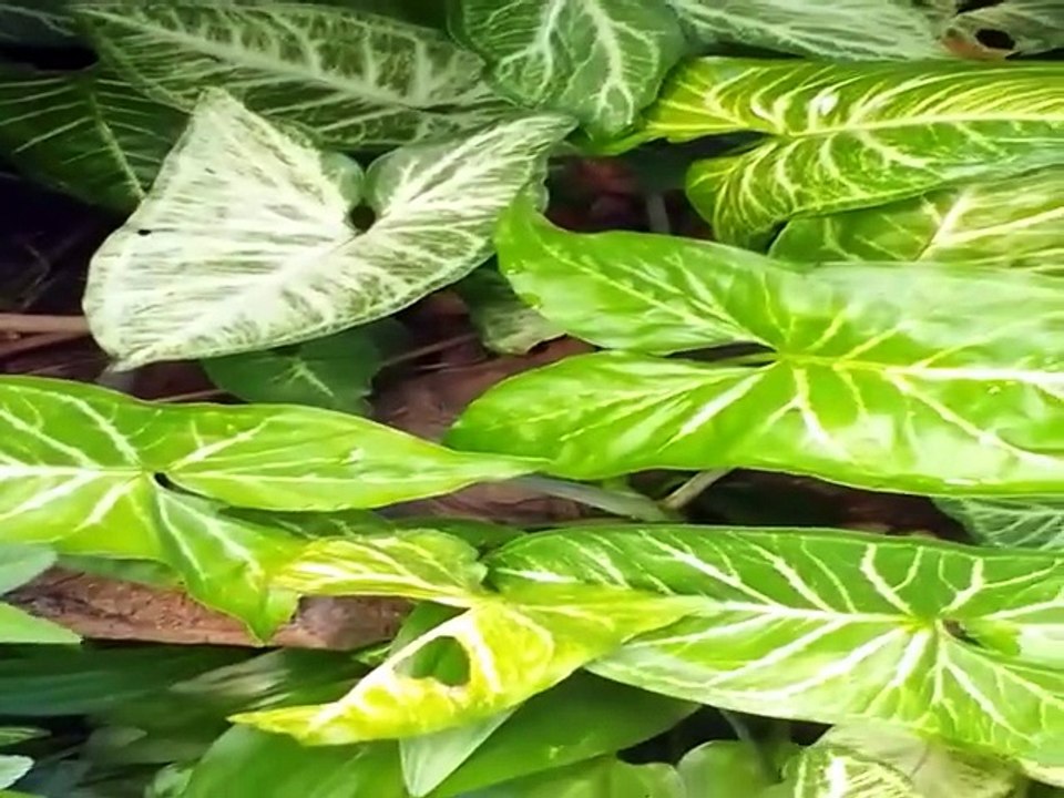 Amar al prójimo como a uno mismo