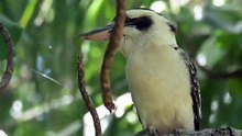 Kookaburra bird laughing