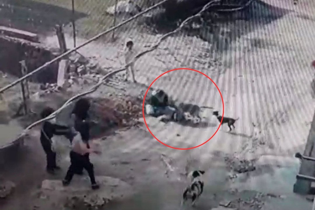 सवाई माधोपुर में दिल दहला देने वाली घटना : मासूम के बचाने के लिए कुत्ते से भिड़ी मां, देखें वीडियो