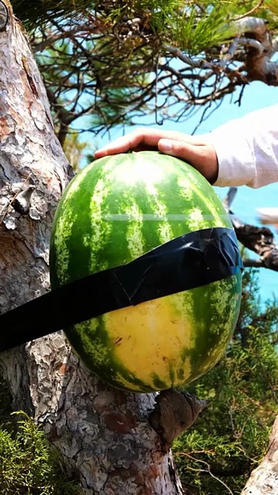 This watermelon turns into a cocktail machine! 🍉🍹🔥