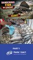 Amazon Sailfin Catfish Spotted in Sindh | Threat to Local Fish Explained - Part 1
