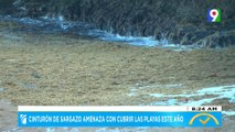 Cinturón de sargazo amenaza con cubrir las playas este año | El Despertador
