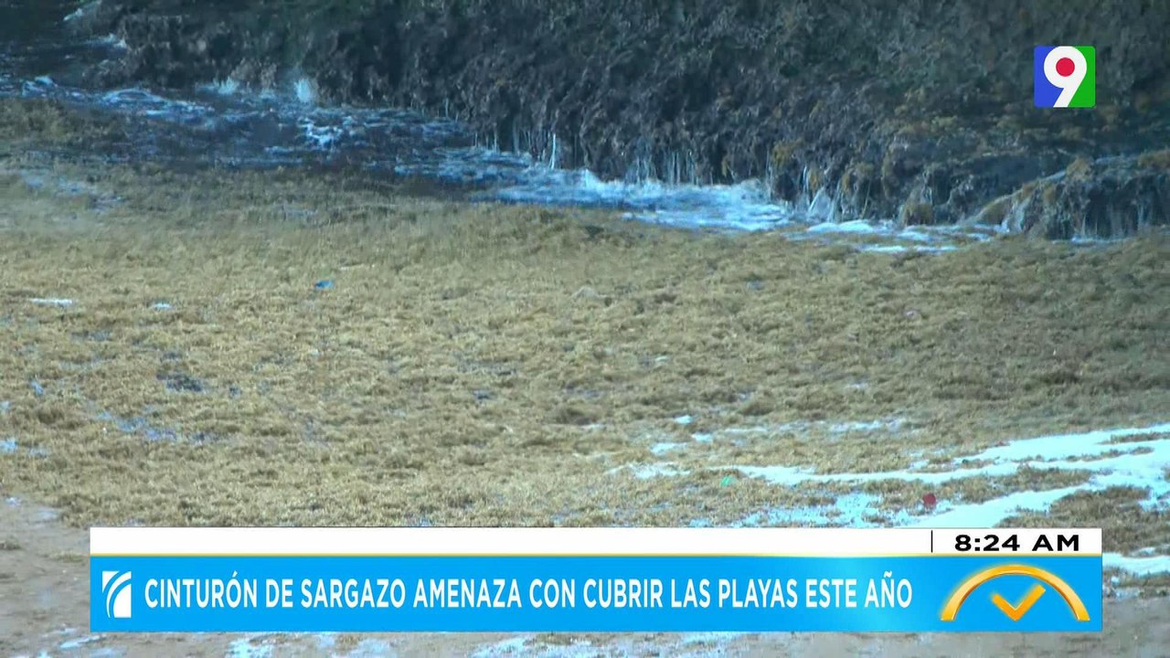 Cinturón de sargazo amenaza con cubrir las playas este año | El Despertador