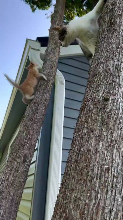 #2026 #dailymotion shorts #viral #funny #cat #kitten #animal # usa