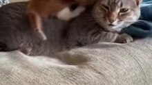 #2026 #dailymotion #viral #funny #cat #kitten #animal #usa #dailymotion shorts