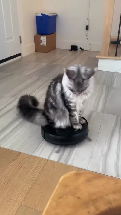 #funny cat #2026 #dailymotion shorts #viral #funny #cat #animal # usa