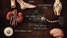 secrets of the human body and universe #humanbody #sciencefacts #didyouknow
