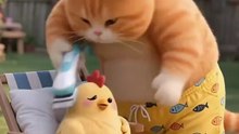 Funny  Cat video