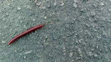 The millipede red