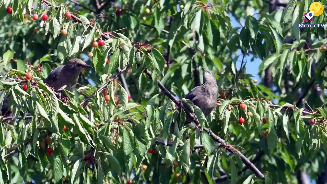 Relaxing Music, Meditation Music, Sleep Music, Calming Music, Healing Music, Zen Meditation, Mindfulness Meditation, Yoga Meditation, Stress Relief Music, Mindfulness Music, Instrumental