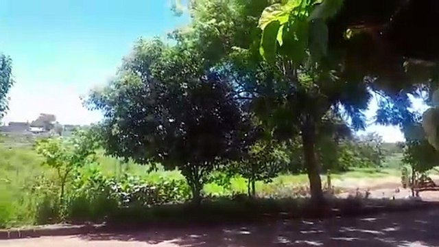 Moradores do Morumbi reclamam de mato alto e temem presença de animais peçonhentos
