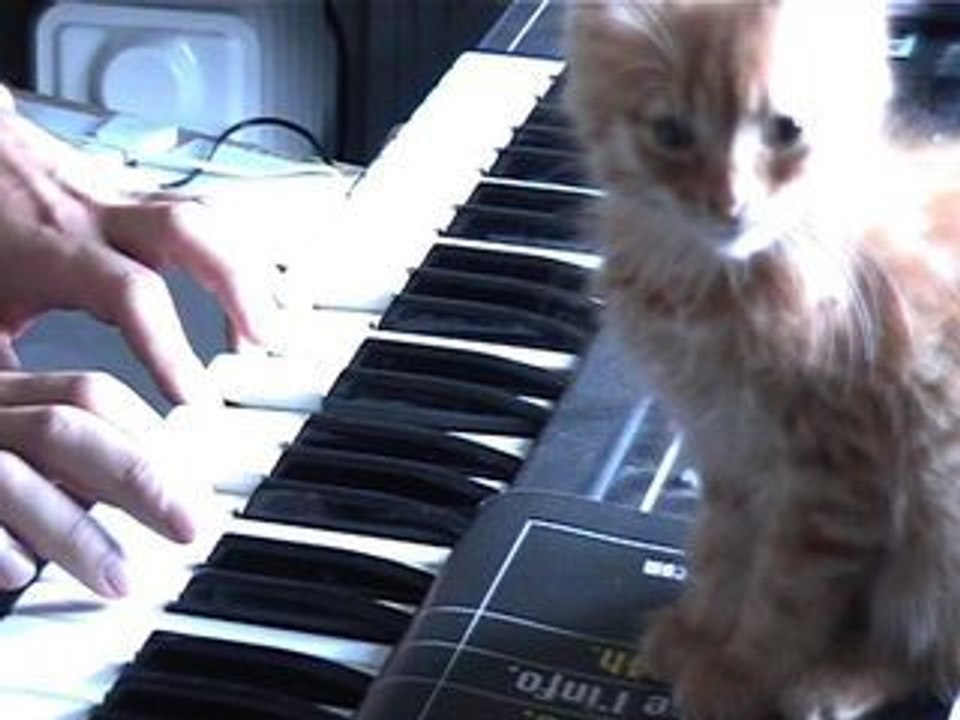 Berceuse pour chat