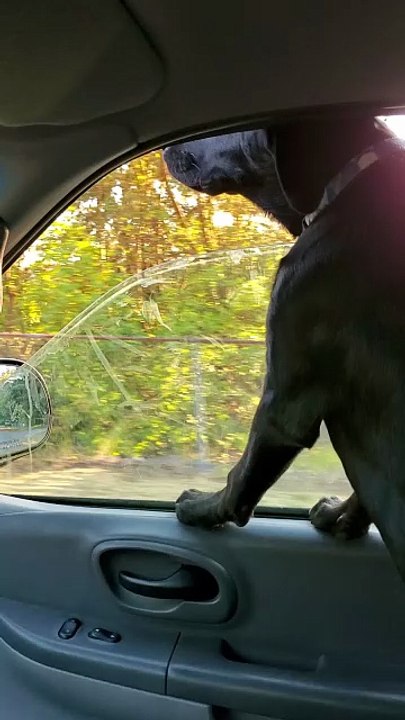Puppy riding in the truck