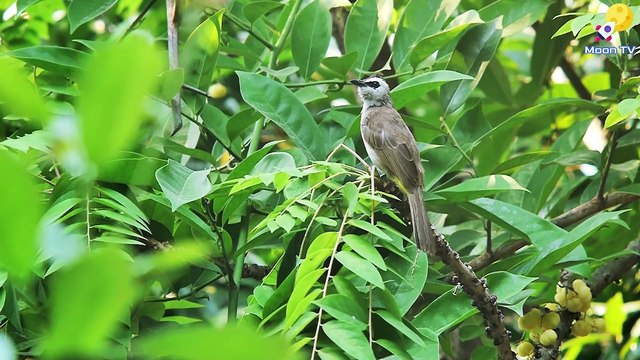 Relaxing Music, Meditation Music, Sleep Music, Calming Music, Healing Music, Zen Meditation, Mindfulness Meditation, Yoga Meditation, Stress Relief Music, Mindfulness Music, Instrumental