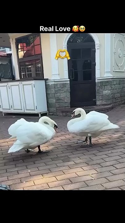 Real love