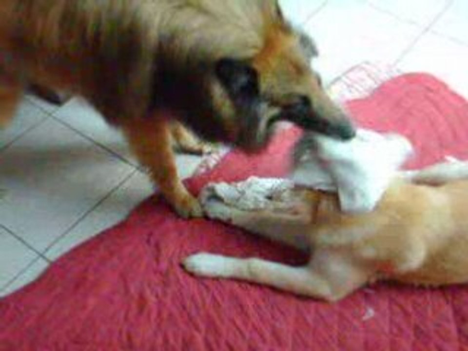 volcan et cheyenne en train de jouer