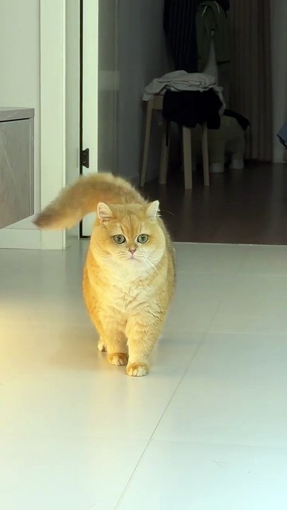 #catwalk #cat #cat lover #funny #animal #viral #usa #dailymotion shorts#2026
