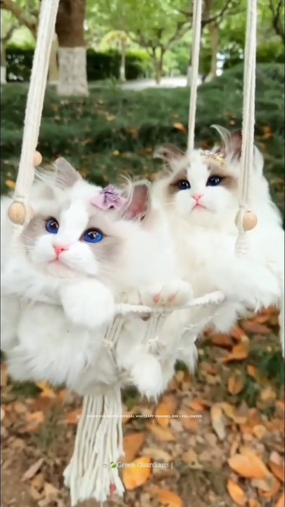 VID-202601two kitten 🐈🐾🐈🐈