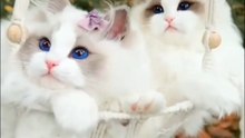 VID-202601two kitten 🐈🐾🐈🐈