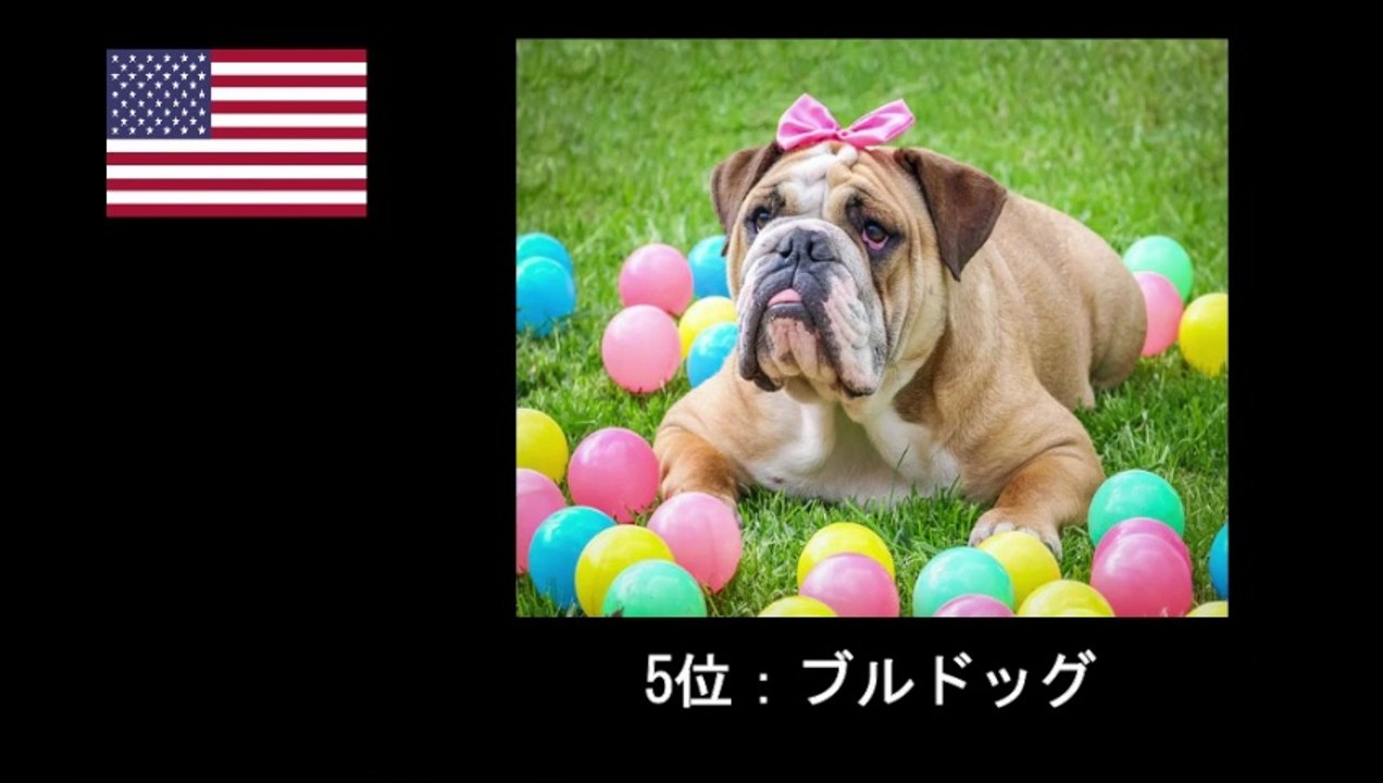 【豆知識】日米・人気の犬ランキング TOP10　【Trivia News】Japan-U.S. Popular Dog Breeds Ranking TOP 10