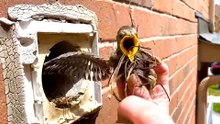 Baby Starlings Rescued From Deep Apartment Vent
