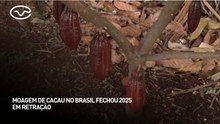 Moagem de cacau no Brasil fechou 2025 em retração